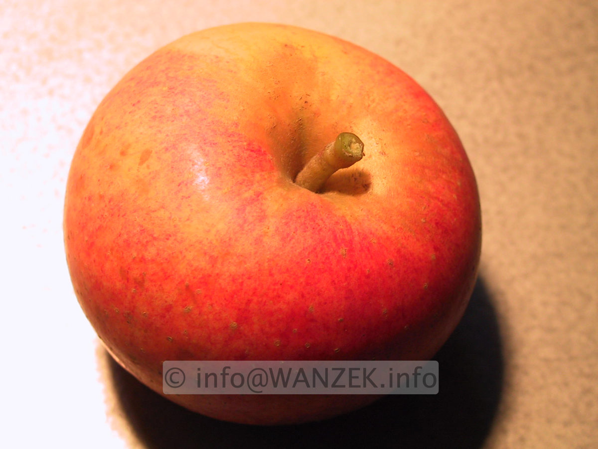 Apfel Alkmene 03.JPG